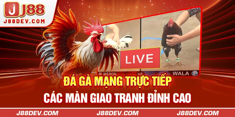 Đá gà mạng trực tiếp các màn giao tranh đỉnh cao